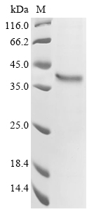 SDS-PAGE