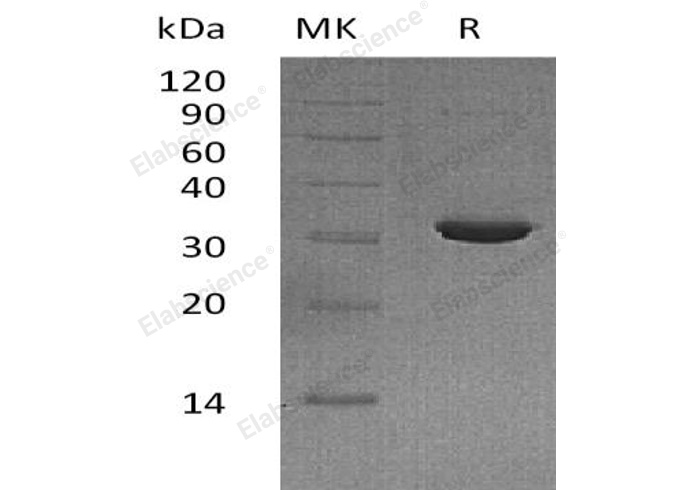 Валидация Elabscience PKSH032591(3038)