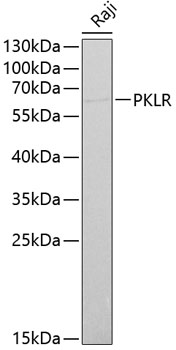 Валидация Elabscience E-AB-67386