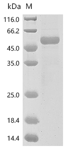SDS-PAGE
