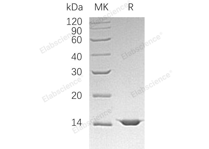 Валидация Elabscience PKSH032758(3183)