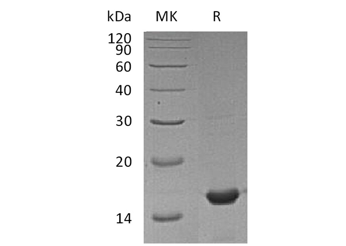 Валидация Elabscience PKSM041227(5131)