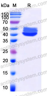 AHC13503, SDS-PAGE