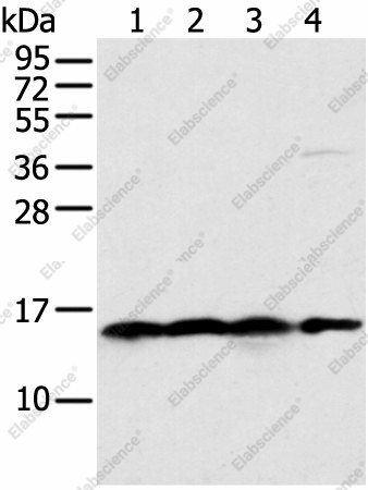 Вестерн-блоттинг, MRPS18C, клетки 231, HeLa, K562 и ткань карциномы мочевого пузыря человека