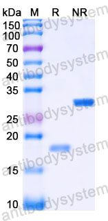 YHC42102, SDS-PAGE