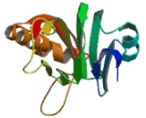 Nucleoporin 98kDa (NUP98)