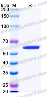 AHG11004, SDS-PAGE
