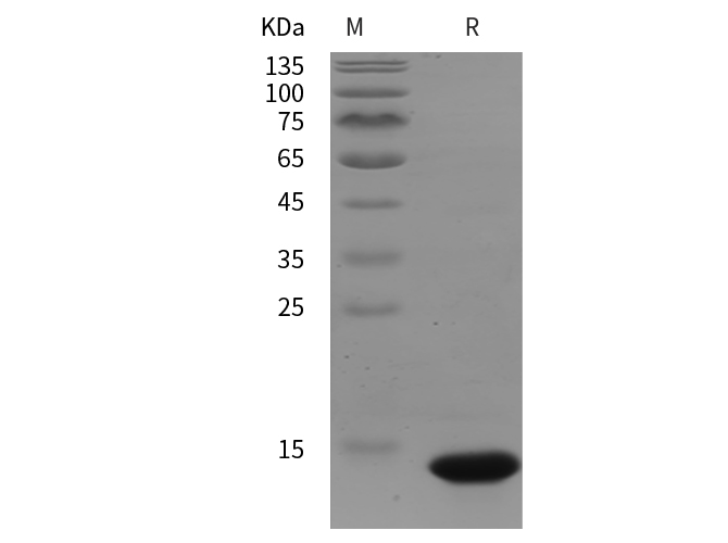 Валидация Elabscience PDEM100305(629)
