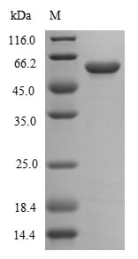 SDS-PAGE