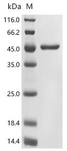 SDS-PAGE