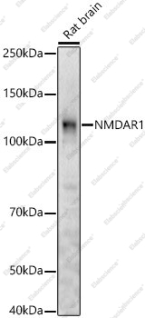Вестерн-блоттинг, NMDAR1, мозг мыши