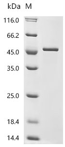 SDS-PAGE