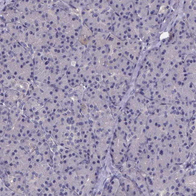 Валидация AssayVector ARM1086(244)