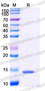 YHE29402, SDS-PAGE