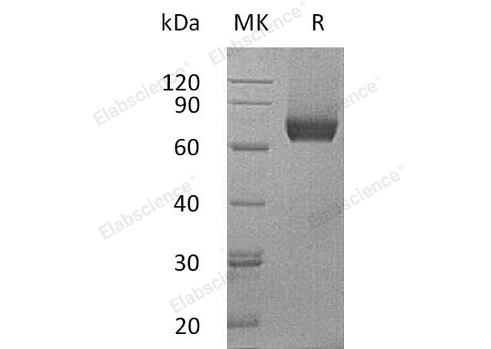 Валидация Elabscience PKSM040871(4827)