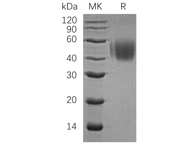 Валидация Elabscience PKSH033526(3828)