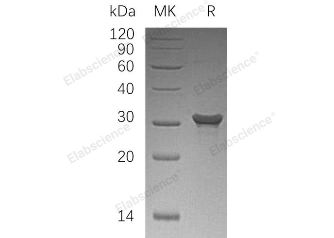 Валидация Elabscience PKSH032847(3258)