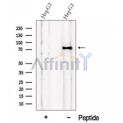 Валидация Affinity DF12687 - 7345