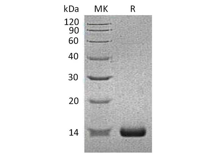 Валидация Elabscience PKSH033532(3832)