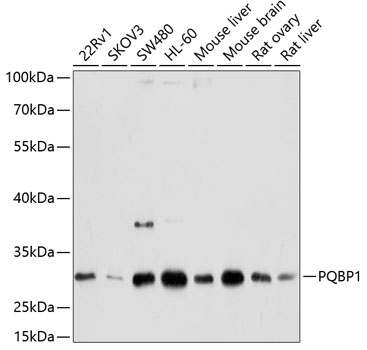 Валидация Elabscience E-AB-63019