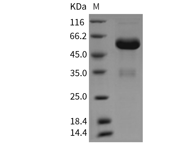 Валидация Elabscience PKSR030172(5537)