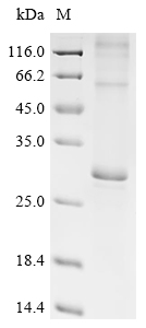 SDS-PAGE
