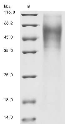 SDS-PAGE