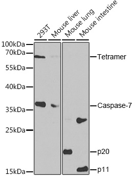Вестерн-блоттинг, Caspase-7, различные клеточные линии