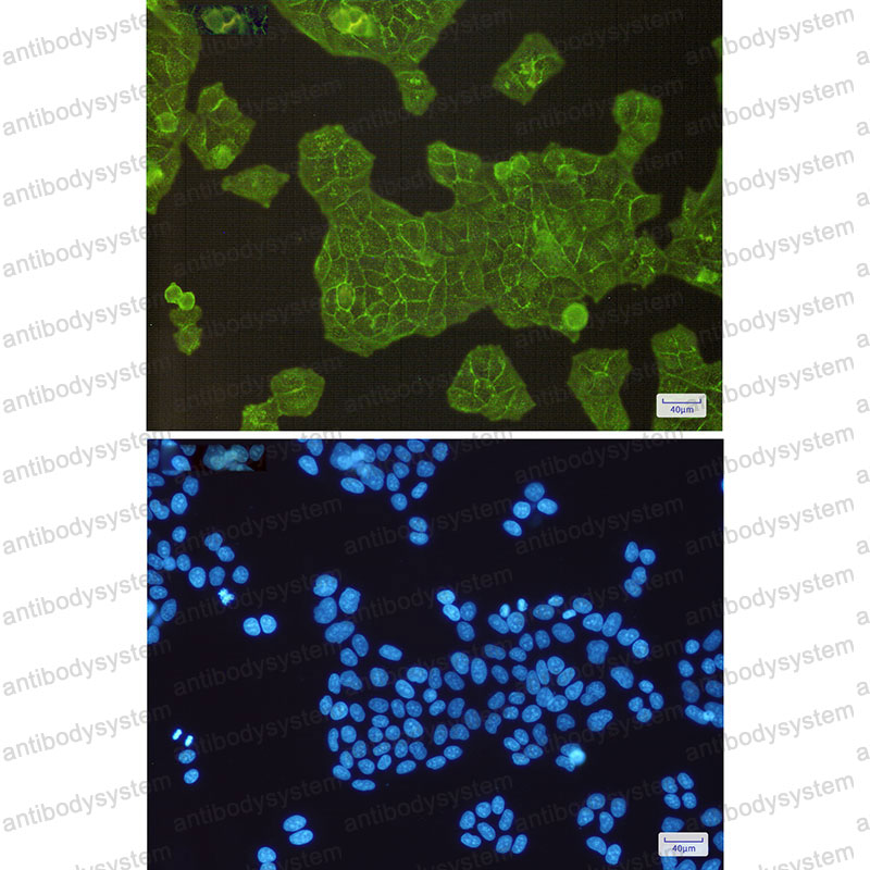 Валидация IF - AntibodySystem RHA75502