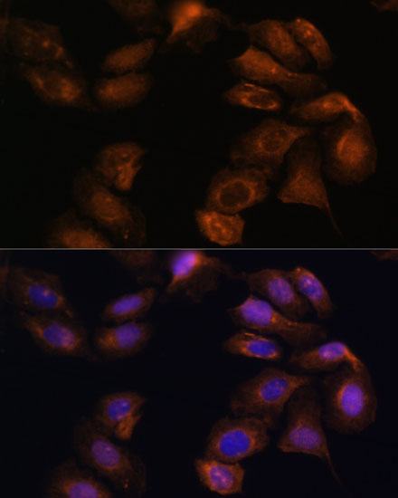 Валидация Elabscience E-AB-65262