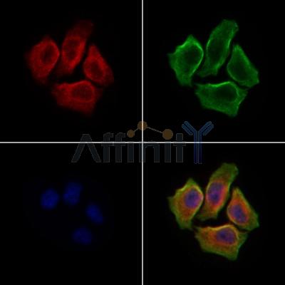 Валидация Affinity DF9332 - 21815