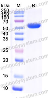 AMN01801, SDS-PAGE