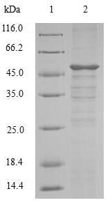 SDS-PAGE