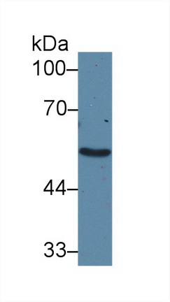 10255
