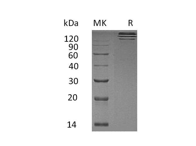 Валидация Elabscience PKSH033145(3503)
