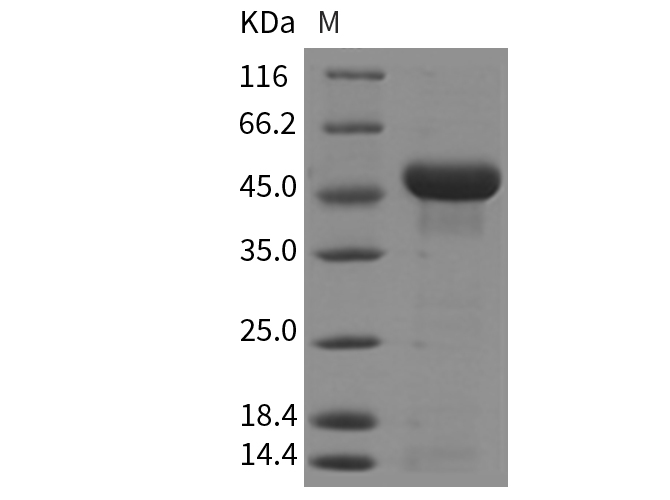 Валидация Elabscience PKSM040309(4320)