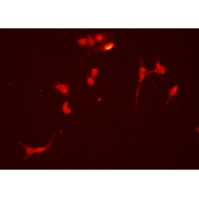 Валидация Affinity DF4852 - 16622