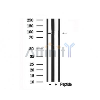 Валидация Affinity AF7689 - 4375