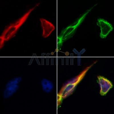 Валидация Affinity AF5242 - 2733