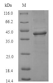 SDS-PAGE