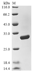 SDS-PAGE