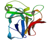 Interleukin 1 Eta (IL1h) Interleukin 1 Eta (IL1h)