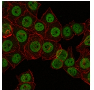 Валидация AssayVector ARM1113(316)