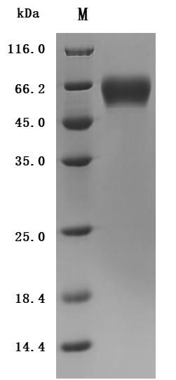 SDS-PAGE