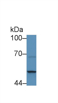 12968