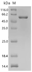 SDS-PAGE