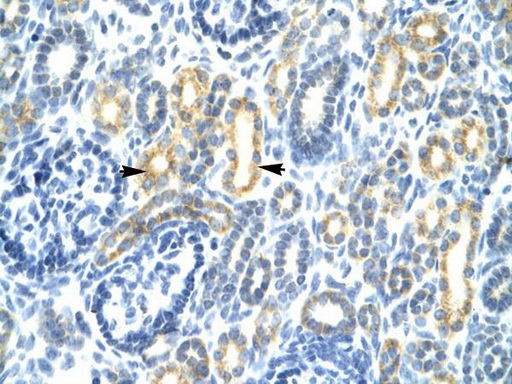 Валидация AssayVector ARM2509(4490)