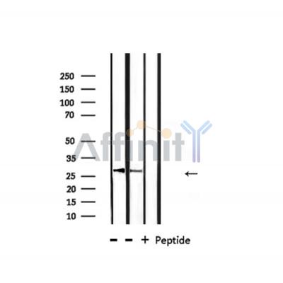 Валидация Affinity AF4051 - 2130