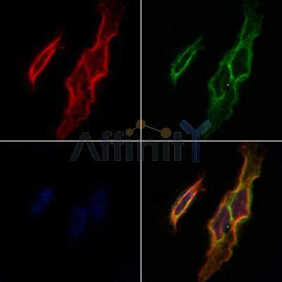 Валидация Affinity AF5155 - 2556