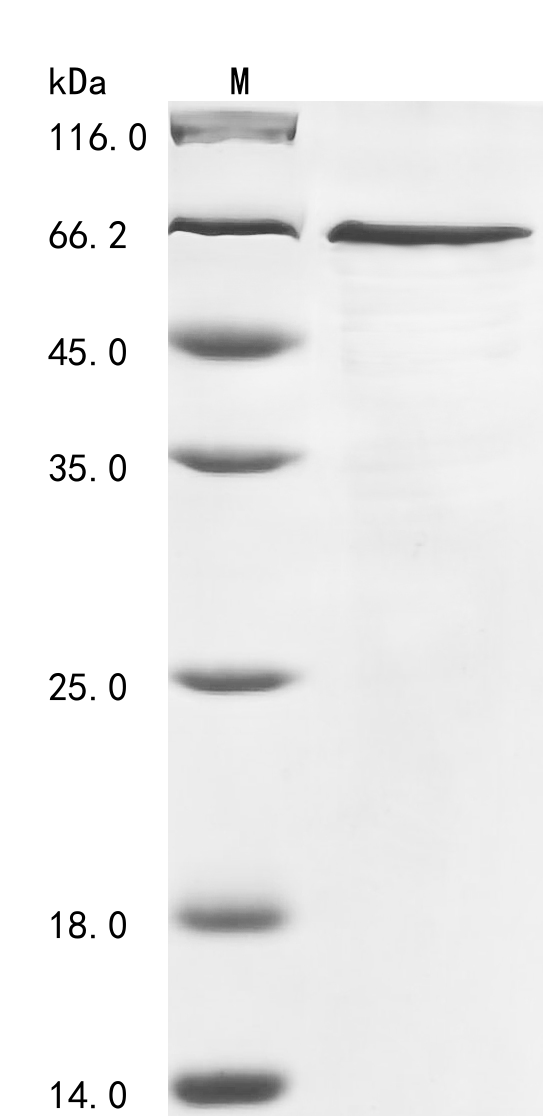 SDS-PAGE